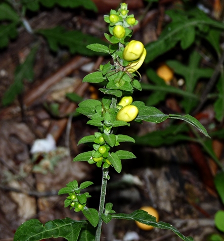 {Aureolaria virginica}